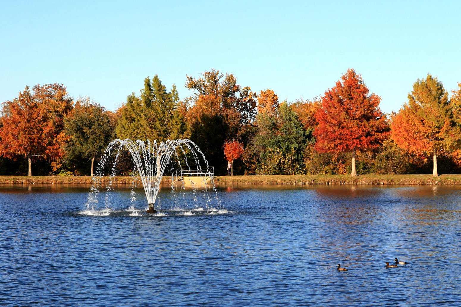 plano texas treehouse health